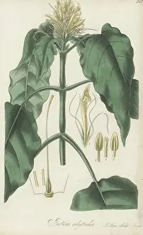 William Blackwood: Schaueria calytricha