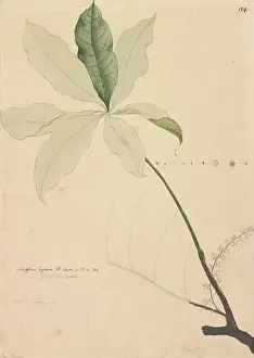 Apiales: Schefflera digitata