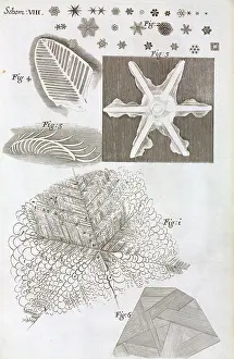 Hookes: Schem VIII from Robert Hooke's Micrographia