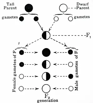 Diagram: Scheme of inheritance for cross of tall and dwarf