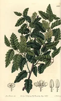 Ridgway: Schinus latifolia tree