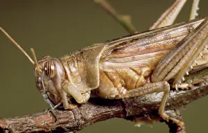 Swarm: Schistocerca gregaria, desert locust