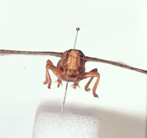 Anterior: Schistocerca gregaria, desert locust