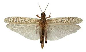 Grasshopper: Schistocerca gregaria, desert locust