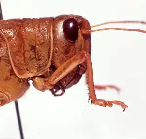 Orthoptera: Schistocerca gregaria, desert locust
