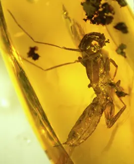 Resin: Schizomid in amber