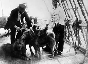 Amundsen: Schlittenhunde, 1912
