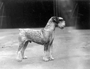Schnauzer: SCHNAUZER STANDING 1937