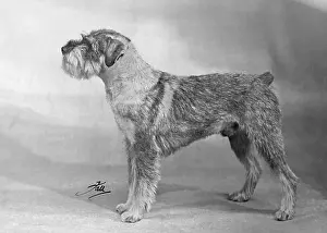 Schnauzer: SCHNAUZER STANDING 1949