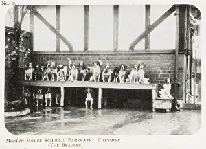 Beagles: School Beagles - Mostyn House School