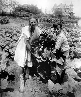 Yielded: School children with a huge head of cabbage raised
