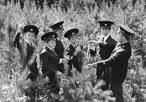 Pines: School forestry