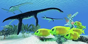Plesiosaurus: A school of Lemonpeel Angelfish swim by Plesiosaurus ?