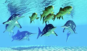 Threat: A school of masu salmon try to evade a group of