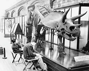 Ribs: Schoolboys sketching dinosaur skeleton