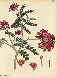 Botanical Artist: Schotia afra