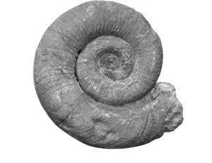 Aguirre: Schroederoceras bandonis, cephalopod