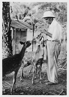 Antelopes: Schweitzer - Postcard 1956