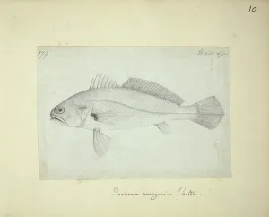 1850 1852: Sciaena amazonica