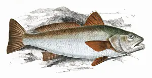 Meagre: Sciaena umbra, or Shade Fish