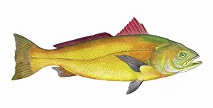Looe: Sciaena, a warm water marine fish