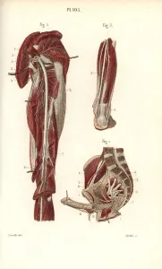 Plexus: Sciatic nerve and the sacral plexus