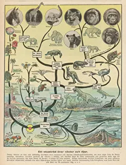 SCIENCE/EVOLUTION