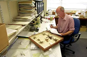 Entomologist: Scientist identifying specimens