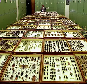 Entomologist: Scientist at work