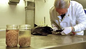Odontoceti: Scientist at work in the Darwin Centre