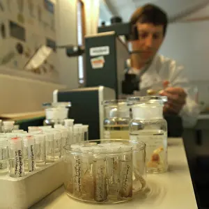 Microscopy: Scientist at work at The Natural History Museum, London