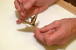 Entomologist: Scientist working with butterfly specimen