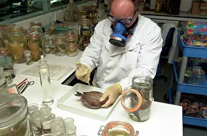 Curation: Scientist working with fish specimen