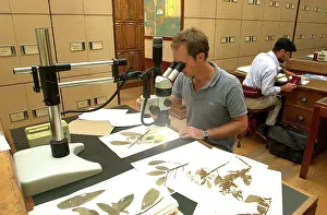 Herbarium: Scientist working in herbarium