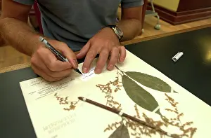 Herbarium: Scientist working in herbarium