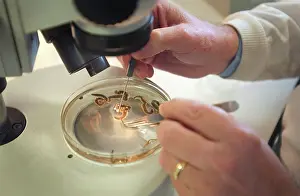 Dissected: Scientist working with a ragworm specimen