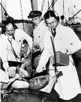 Radioactive: Scientists Check Tuna Exposed to Fallout from Atomic Bomb Te