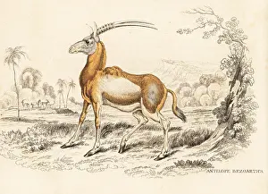 Oryx: Scimitar oryx, Oryx dammah