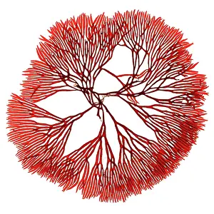 Alga: Scinaia forcellata, seaweed