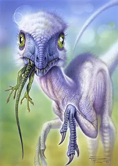 Hungry: Scipionyx samniticus eating its prey, a Derasmosaurus
