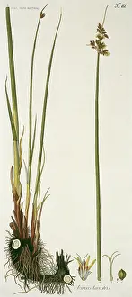 Longus: Scirpus lacustris, true bulrush