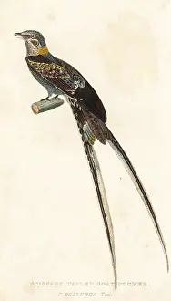 Nightjar: Scissor-tailed nightjar, Hydropsalis torquata