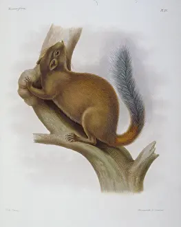 Agile: Sciurus davidianus, Chinese rock squirrel