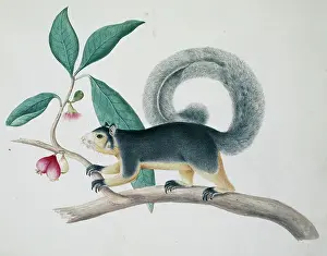 Long Tailed: Sciurus macrourus, long-tailed squirrel