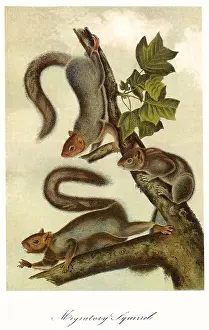 Migratorius: Sciurus Migratorius