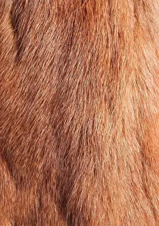 Furry: Sciurus vulgaris, red squirrel