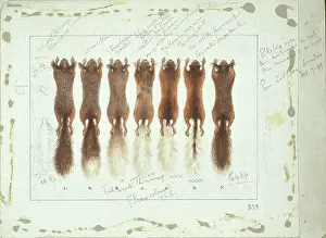 Rodentia: Sciurus vulgaris, red squirrel