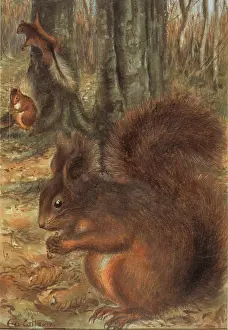 Rodentia: Sciurus vulgaris, red squirrel