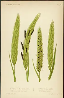 Harmful: SCLEROTIUM CLAVUS