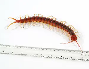 Chilopoda: Scolopendra gigantea, giant centipede